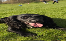 Cocker Spaniel dogs for stud: KC registered Cocker Spaniel Striker for stud - Image 11