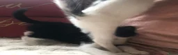 Domestic Shorthair cats for sale: Black and white domestic short hair boy kittens in Buxton - Advert 14