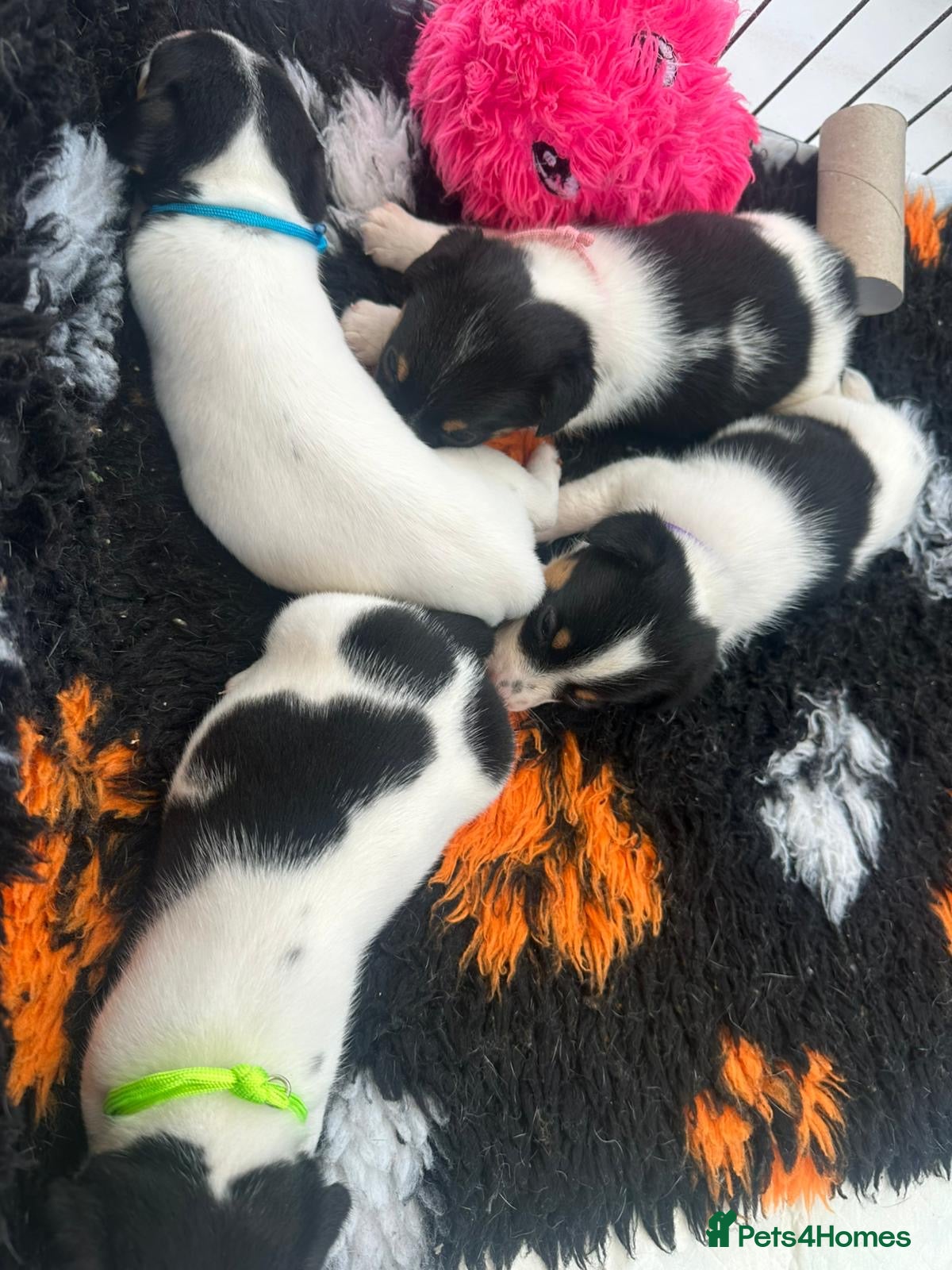 Jack Russell dogs for sale: Traditional Mini Jack Russells in Spilsby - Advert 4