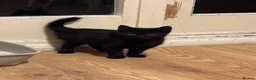 Mixed Breed cats for sale:     3 Beautiful Kittens Ready for Their New Homes - Advert 2