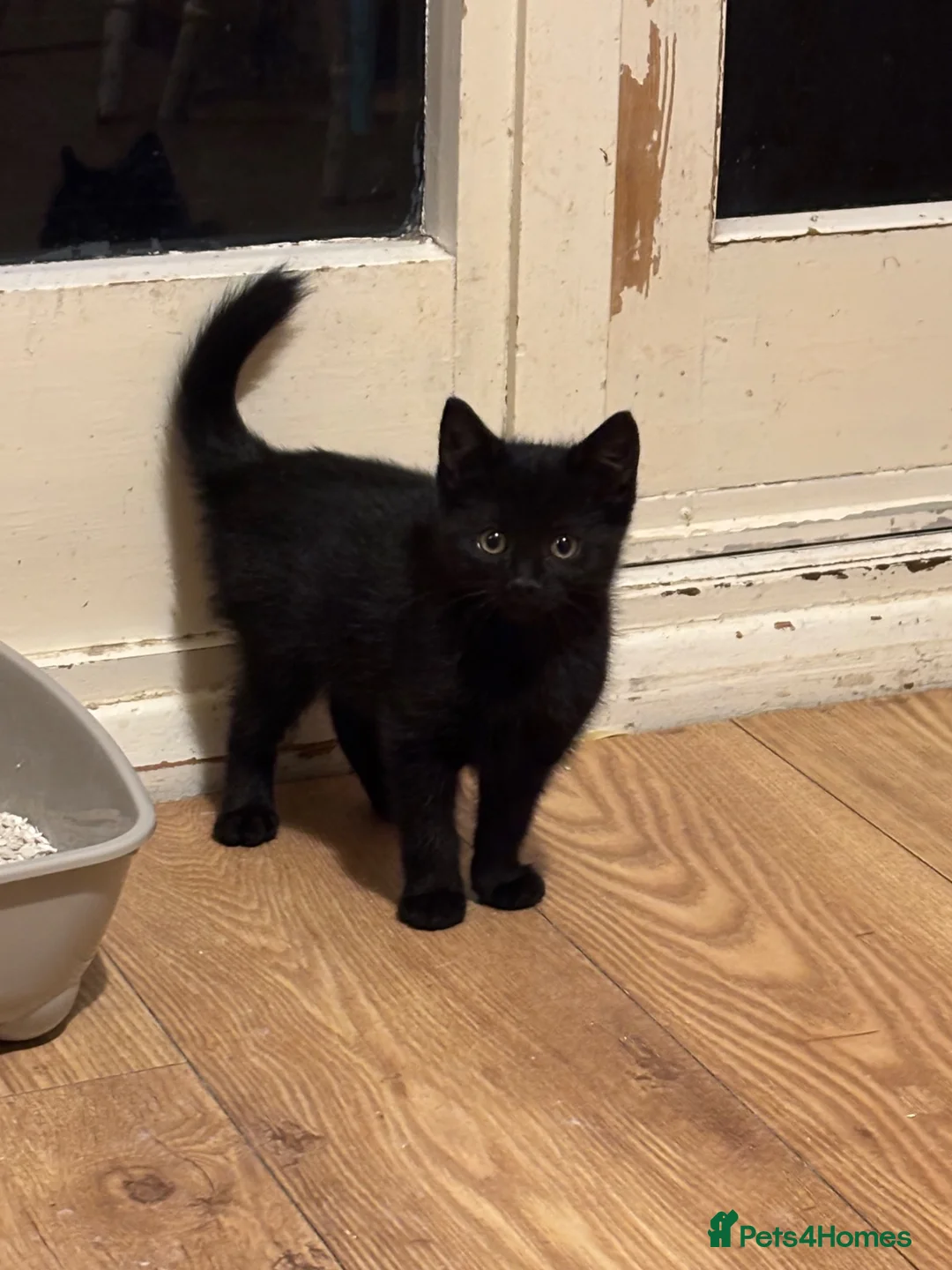 Mixed Breed cats for sale:     3 Beautiful Kittens Ready for Their New Homes - Advert 2
