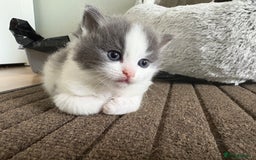 Mixed Breed cats for sale: Kittens for sale - Image 31