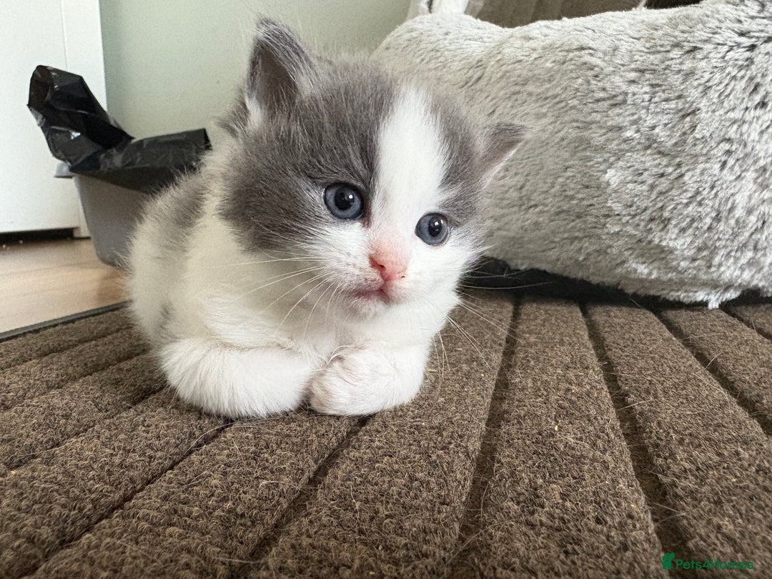 Mixed Breed cats for sale: Kittens for sale - Image 31