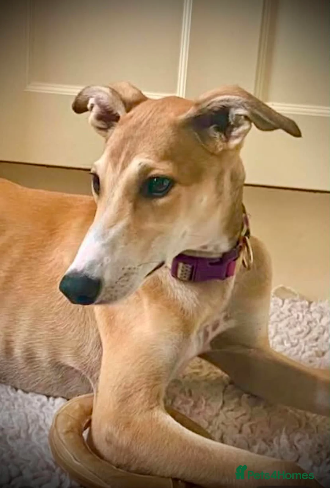 Mixed Breed dogs for adoption: Sweet Aurora 5 months old in Usk - Advert 1