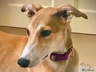 Mixed Breed dogs Sweet Aurora 5 months old - Advert 1
