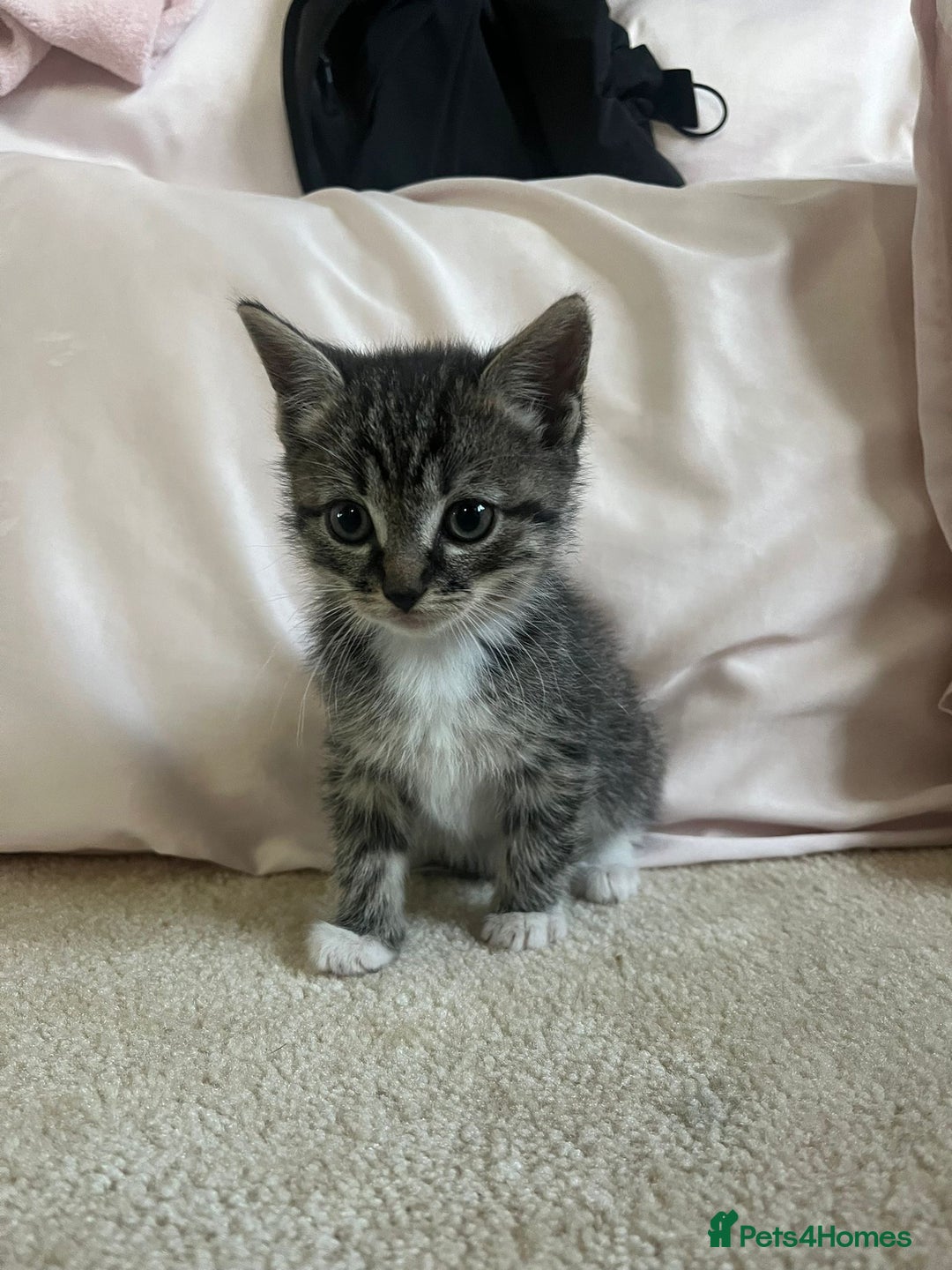 Ragdoll cats for sale: Ragdoll X Kittens - Image 10