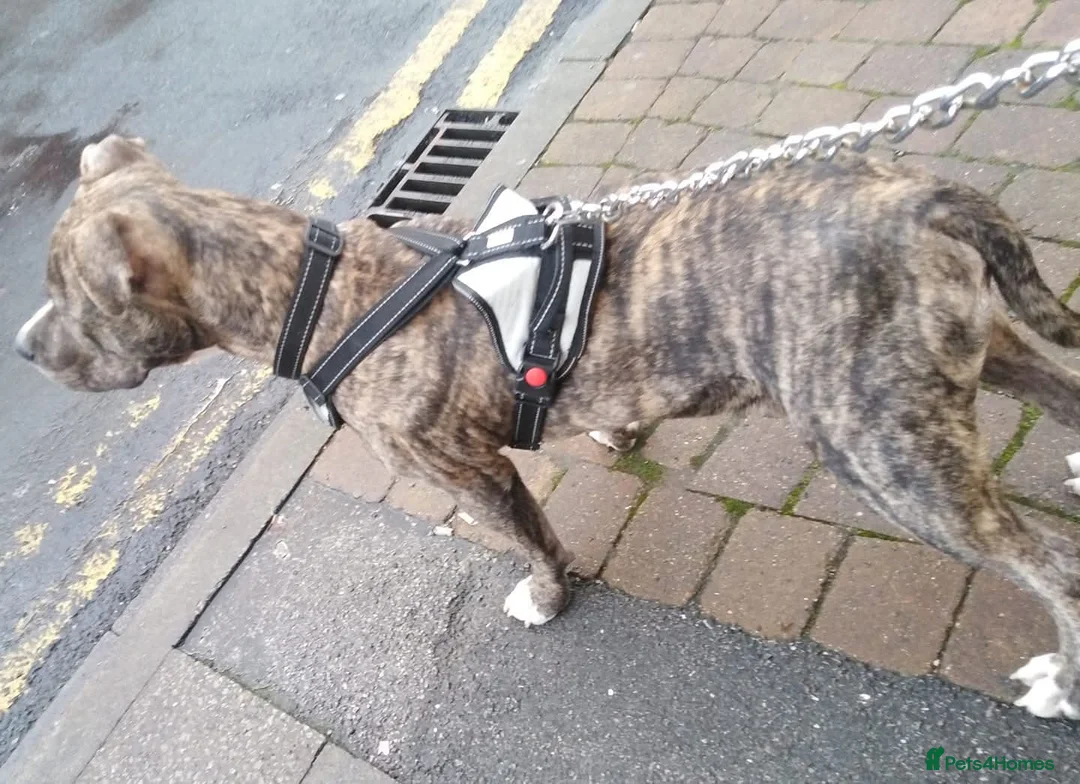 Staffordshire Bull Terrier dogs for stud: Proven stud available  in Newton Aycliffe - Advert 8