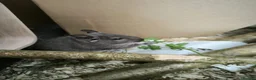 Degus rodents for sale: Degus x 2 male  in Guildford - Advert 2