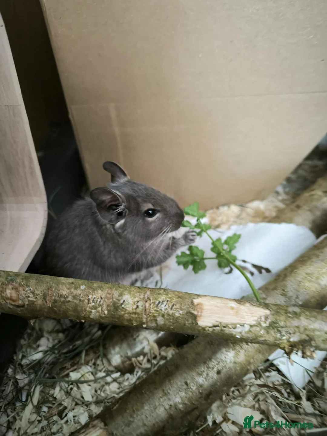 Degus rodents for sale: Degus x 2 male  in Guildford - Advert 2