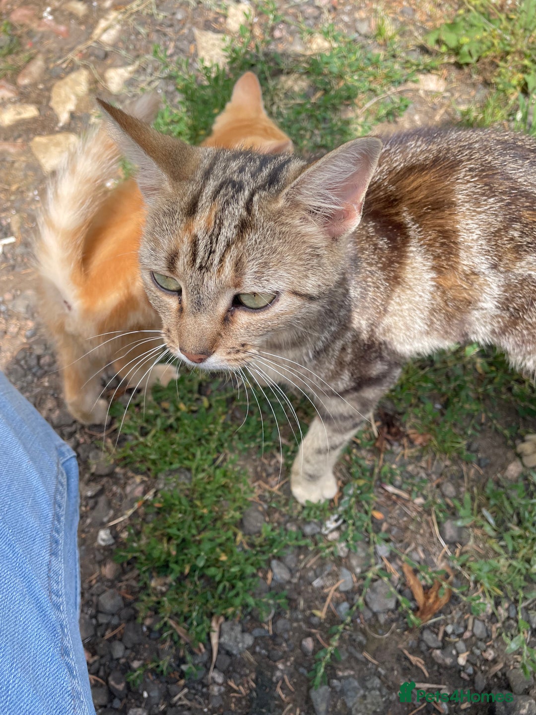 Domestic Shorthair cats for sale: 2 cute boy kittens looking for a forever home - Advert 6