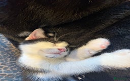 Domestic Shorthair cats for sale: 10 week old kittens for sale  - Image 1