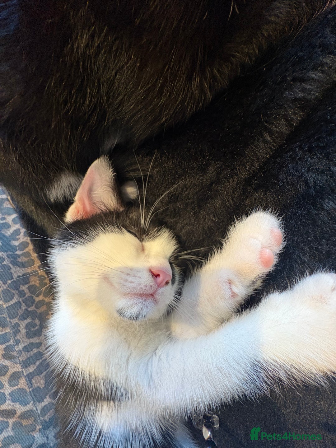 Domestic Shorthair cats for sale: 10 week old kittens for sale  - Image 1