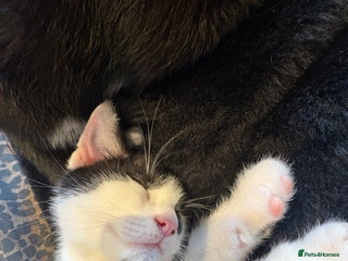 Domestic Shorthair cats - Advert 2