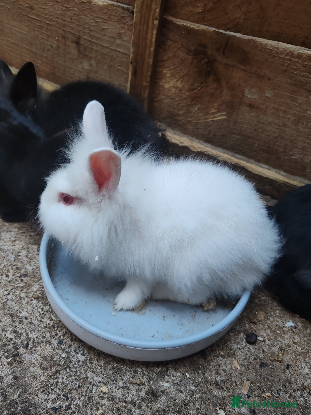 Mixed Breed rabbits for sale: Rabbit babies - Image 3