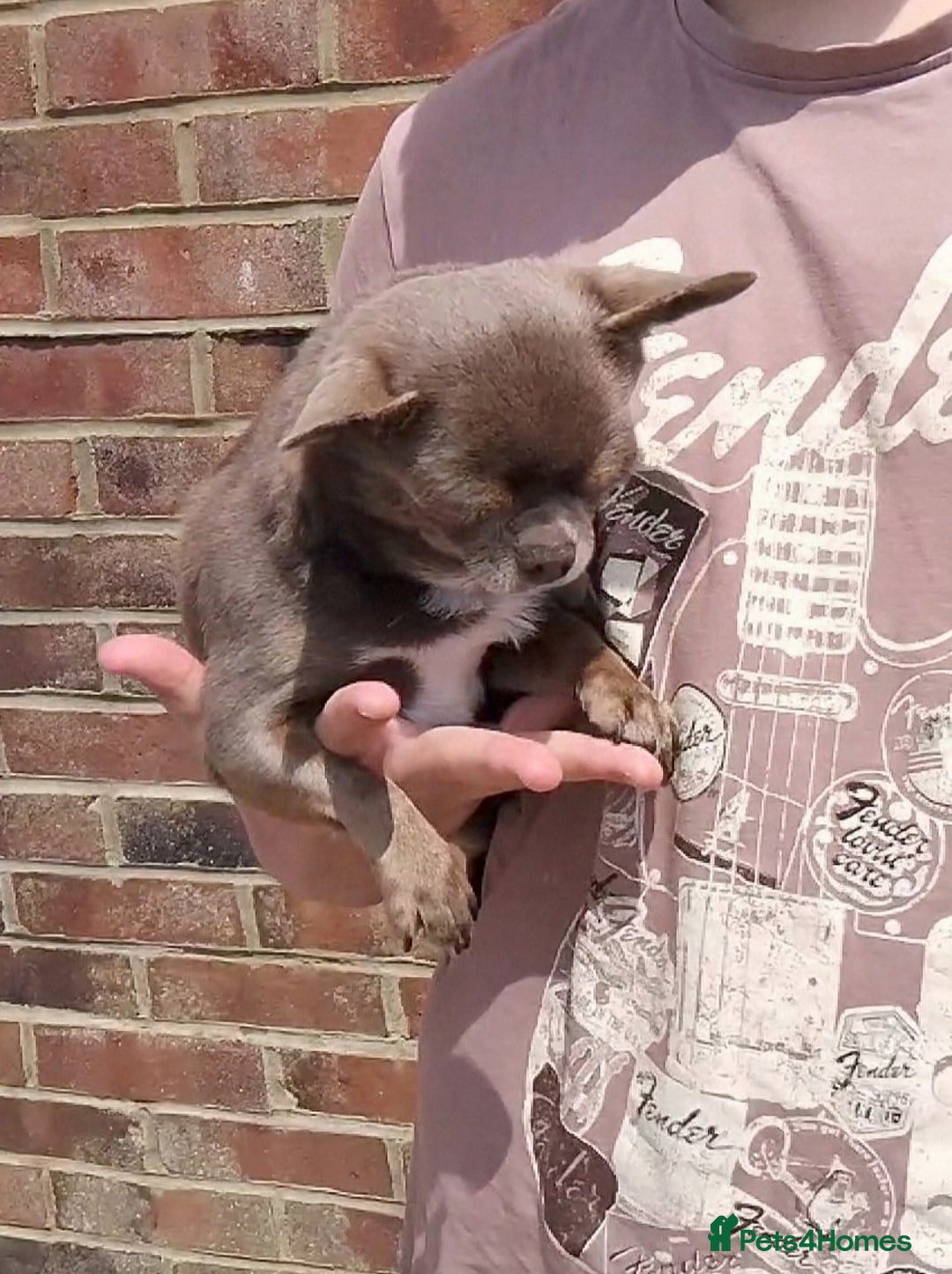 Chihuahua dogs for stud: KC reg - Health tested - PROVEN  - Advert 14