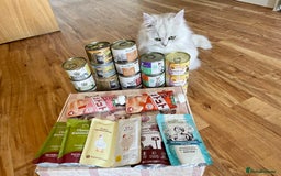 Persian cats for sale: Beautiful and quite girl needs a new home - Image 5
