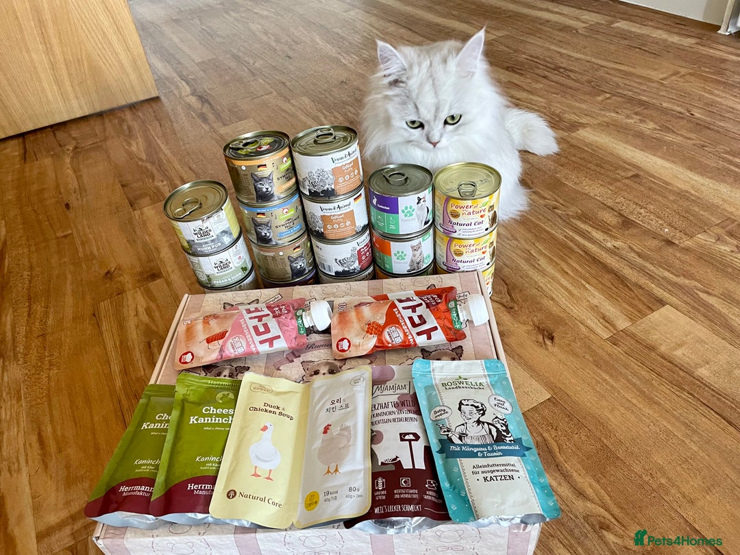 Persian cats for sale: Beautiful and quite girl needs a new home - Image 5