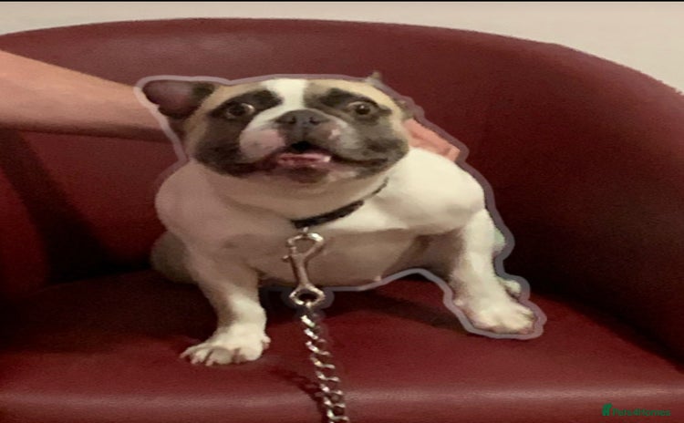 French Bulldog dogs - Advert 5