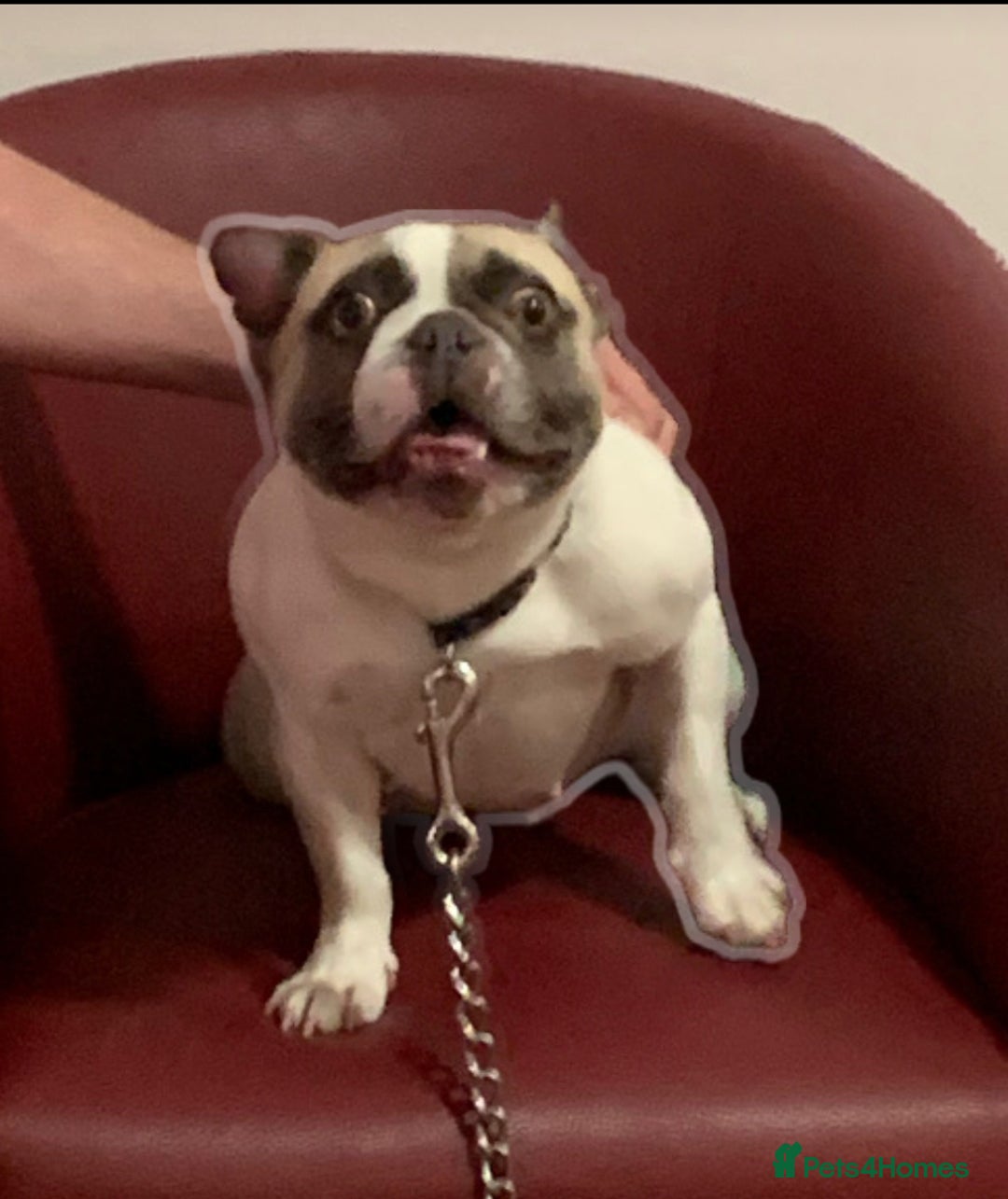 French Bulldog dogs for sale: Female French bulldog  - Image 1