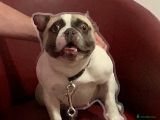 French Bulldog dogs - Advert 38