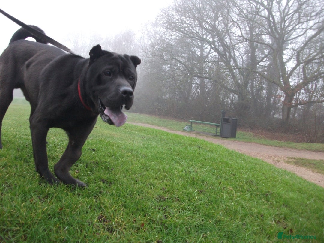 Mixed Breed dogs for adoption: Blackie - Advert 3