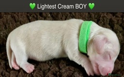 Miniature Dachshund dogs for sale: ⭐️CREAM LONG HAIRED KC/PRA CLR MINI DACHSHUNDS⭐️ - Image 12