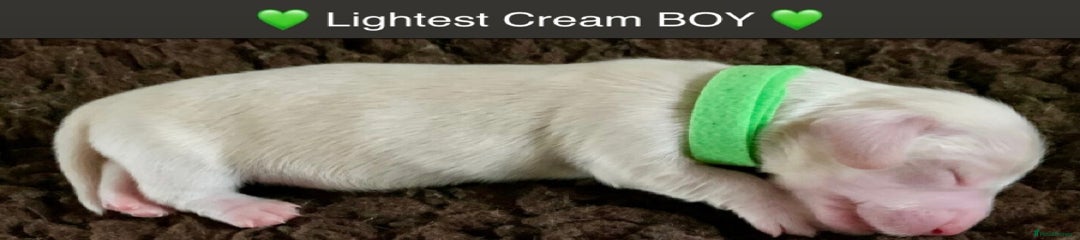 💚 LIGHTEST CREAM BOY 💚