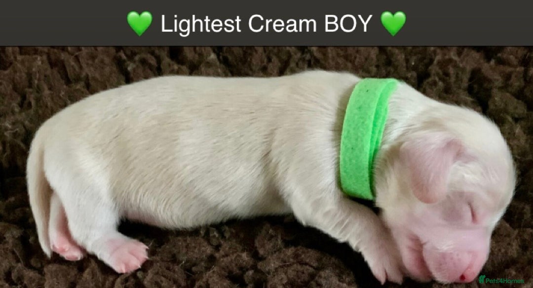 Miniature Dachshund dogs for sale: ⭐️CREAM LONG HAIRED KC/PRA CLR MINI DACHSHUNDS⭐️ - Image 12