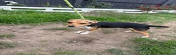 Jack Russell dogs for stud: Miniature Jack Russell stud - Advert 1