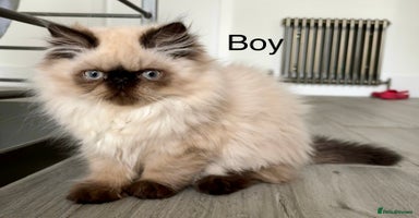 Persian cats - Advert 8