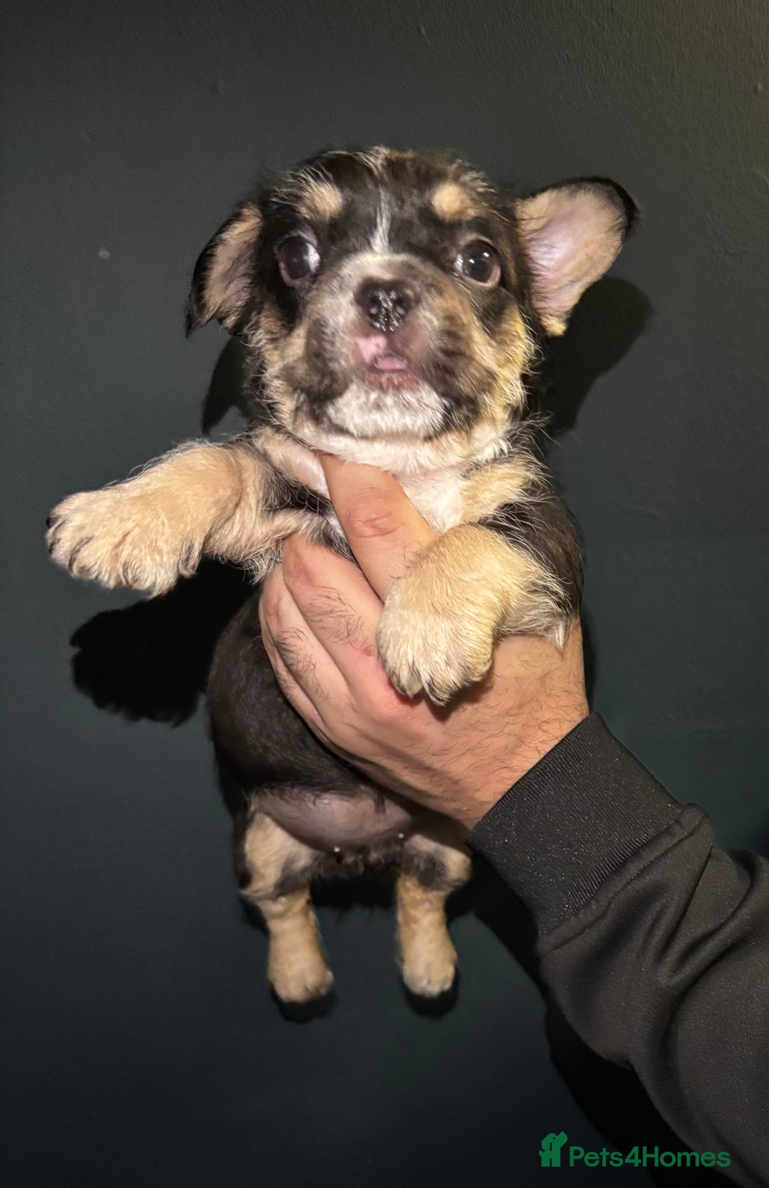 French Bulldog dogs for sale: French bulldog puppies - Advert 7