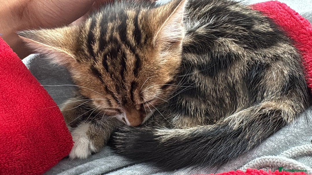 Domestic Shorthair cats for sale: Kitten for sale - Image 4