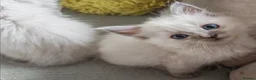 Ragdoll cats for sale: Ragdoll  - Advert 21