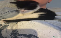 Mixed Breed cats for sale: Kitten for sale - Image 17