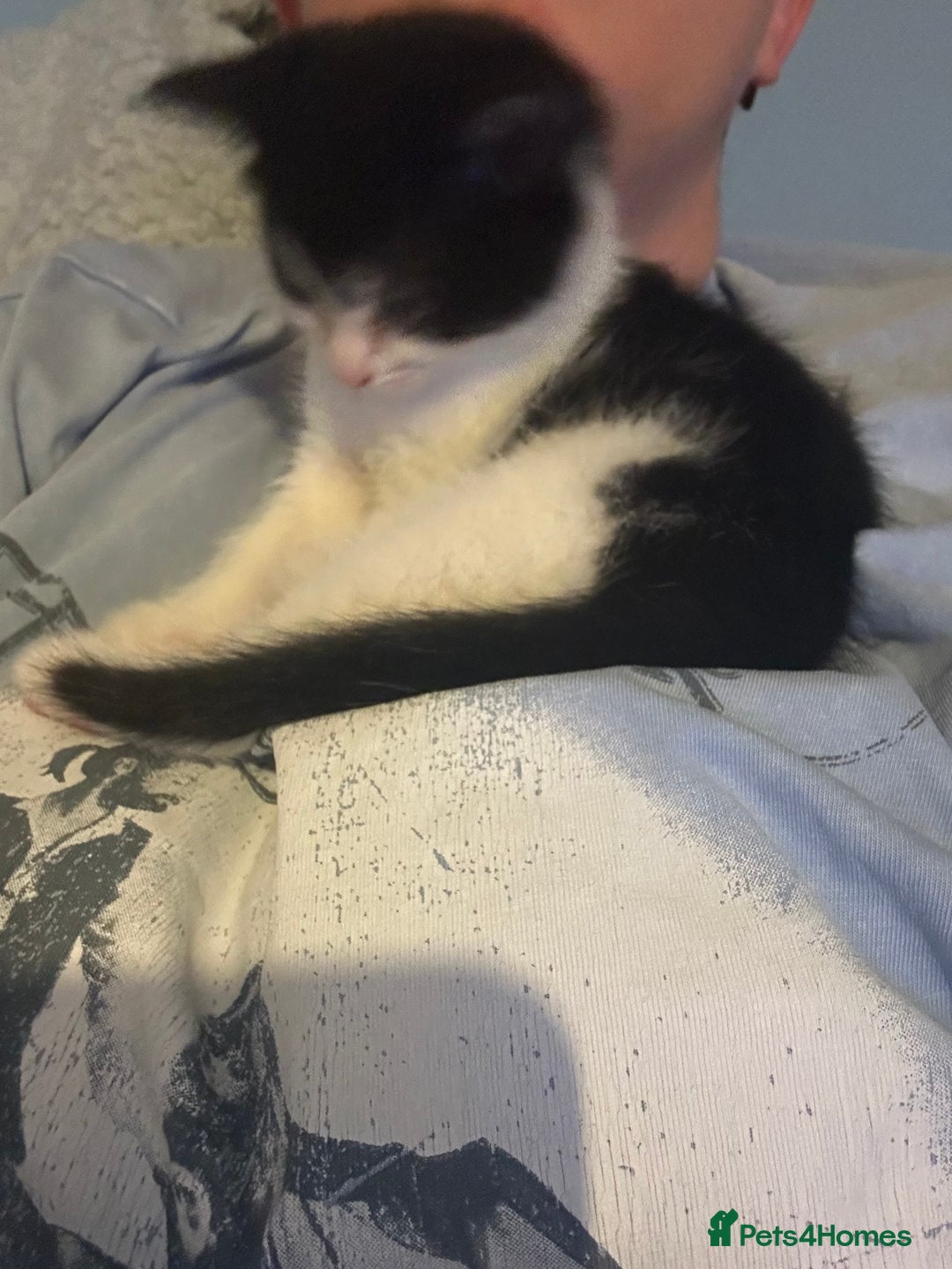 Mixed Breed cats for sale: Kitten for sale - Image 17