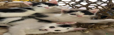 Mixed Breed 5