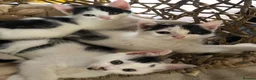Mixed Breed cats for sale: Kittens for sale  - Advert 11