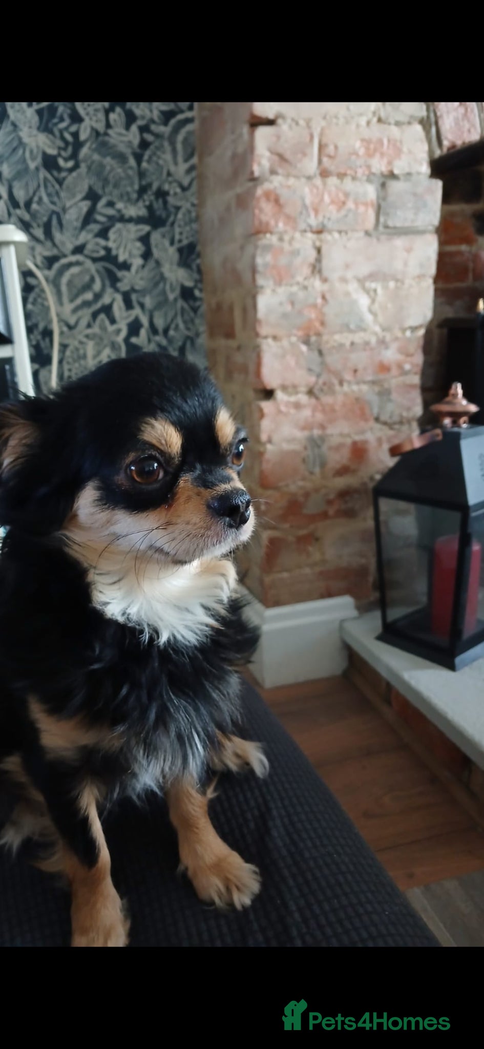 Chihuahua dogs  ❤️KC REG LONG COAT STUNNING PUPPIES❤️ - Advert 2