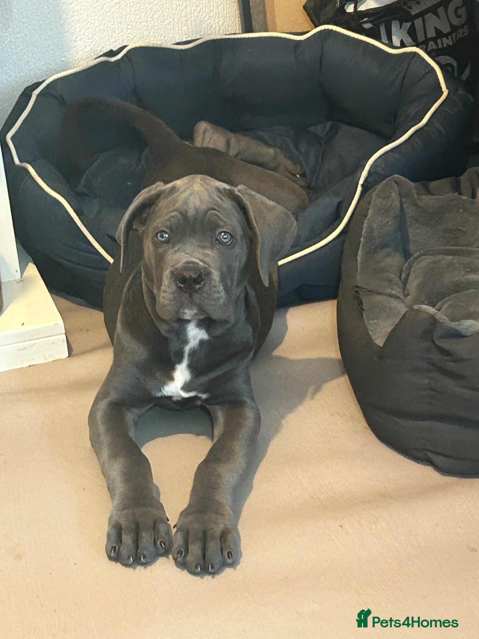Cane Corso dogs Cane Corso  - Advert 1