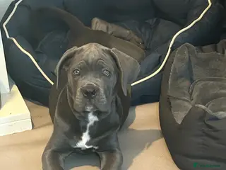 Cane Corso dogs Cane Corso - Advert 14