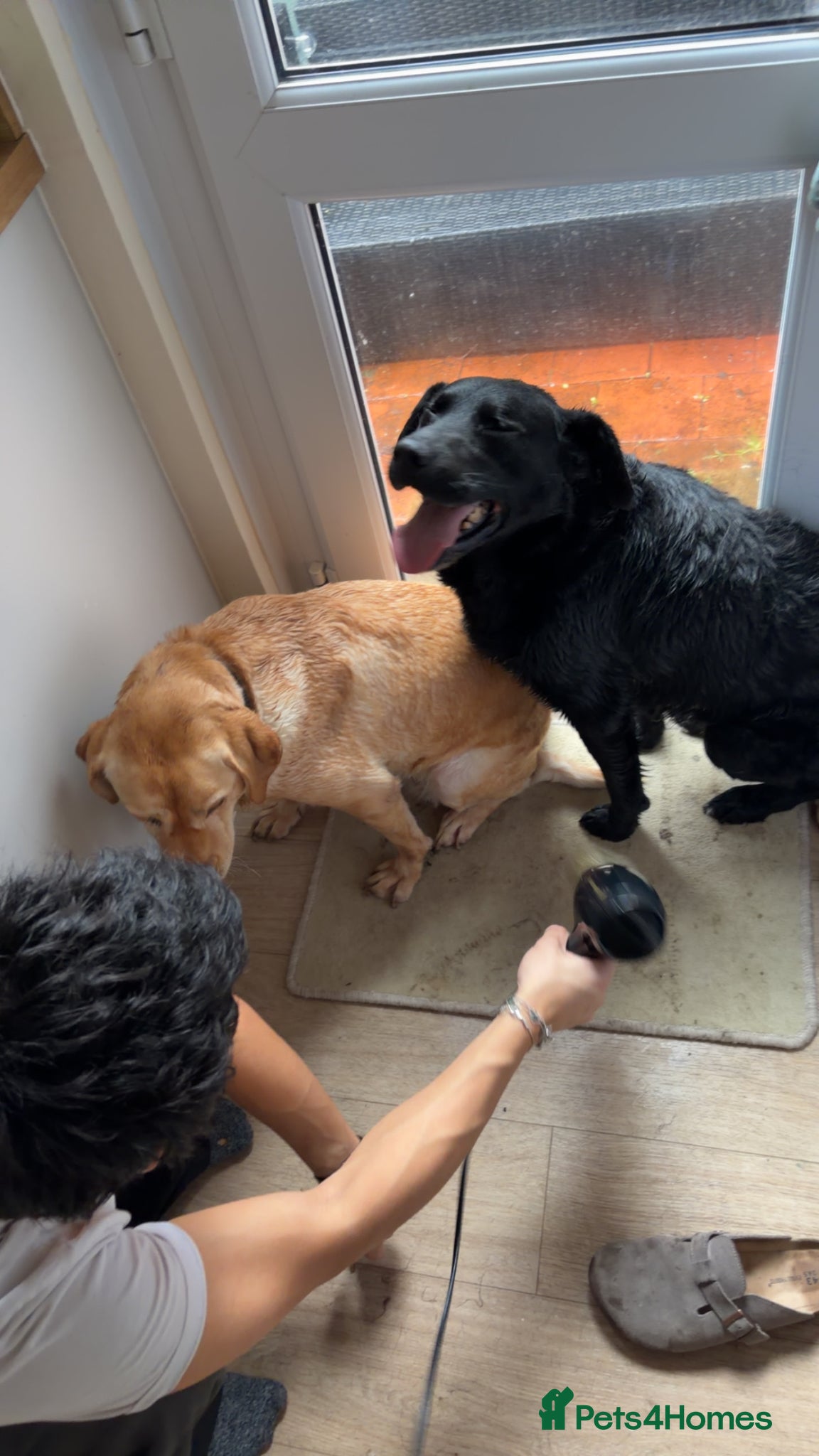 Labrador Retriever dogs Urgently needs rehoming 2 labs - Advert 1