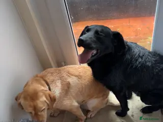 Labrador Retriever dogs Urgently needs rehoming 2 labs - Advert 1