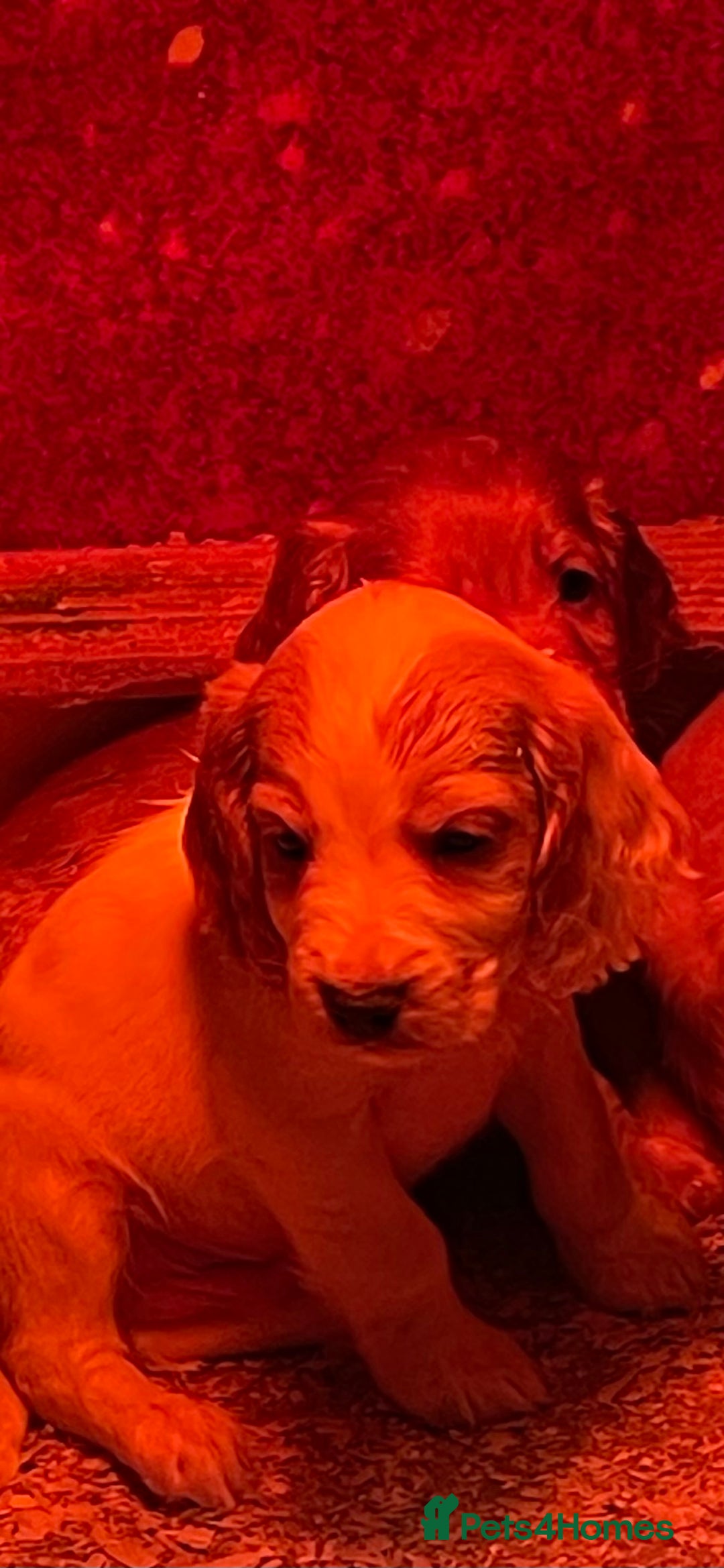 Cocker Spaniel dogs for sale: Cocker Spaniel Puppies - Advert 6