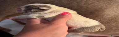 English Bulldog 2