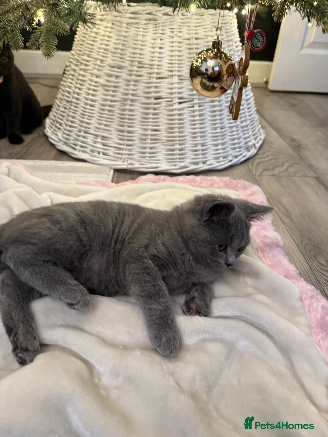 British Shorthair cats for sale: Amazing  British shorthair kittens - Advert 4