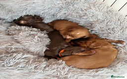 Cocker Spaniel dogs for sale: Cocker spaniel (working cocker spaniel)   - Image 12