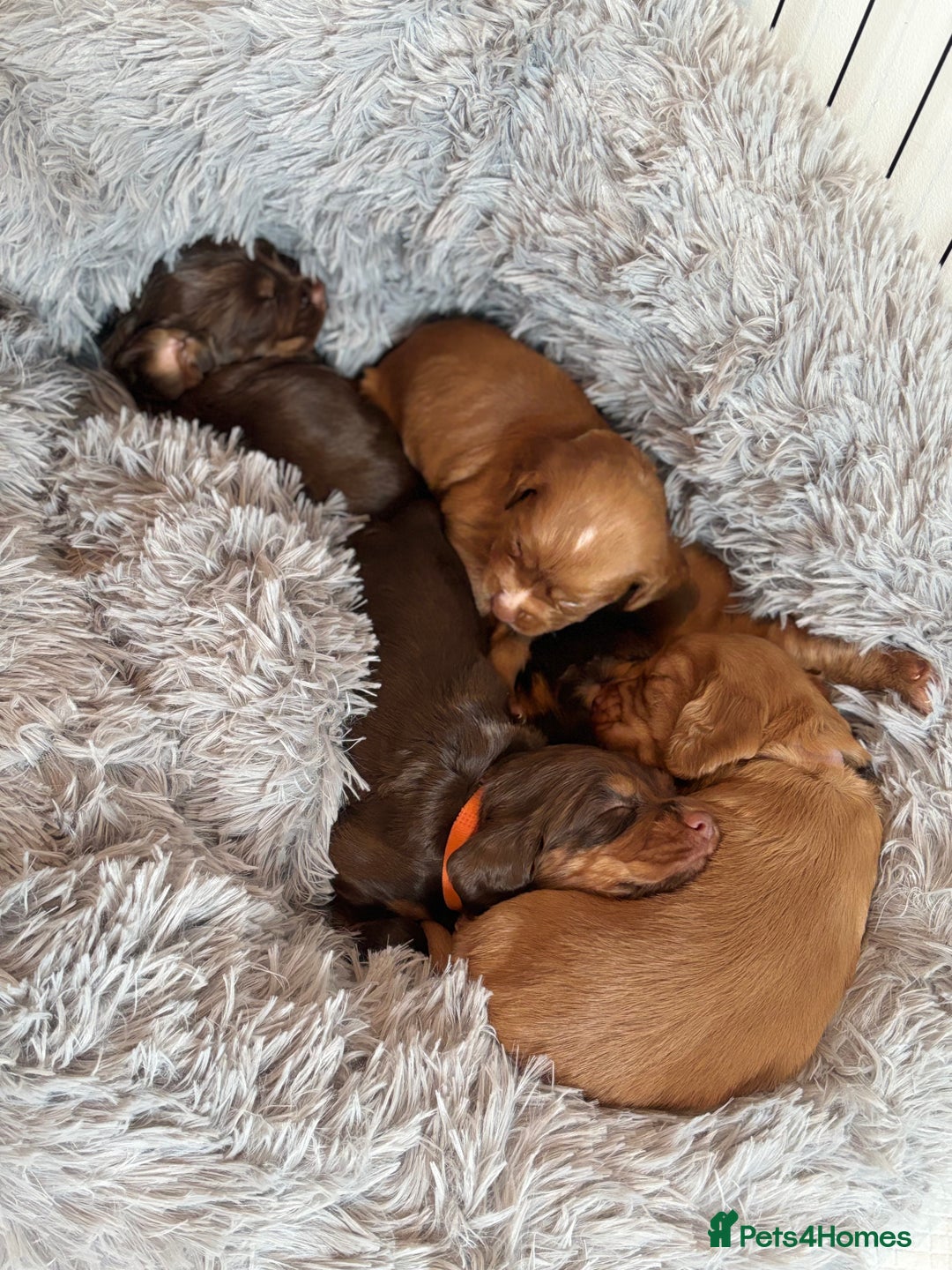 Cocker Spaniel dogs for sale: Cocker spaniel (working cocker spaniel)   - Image 12
