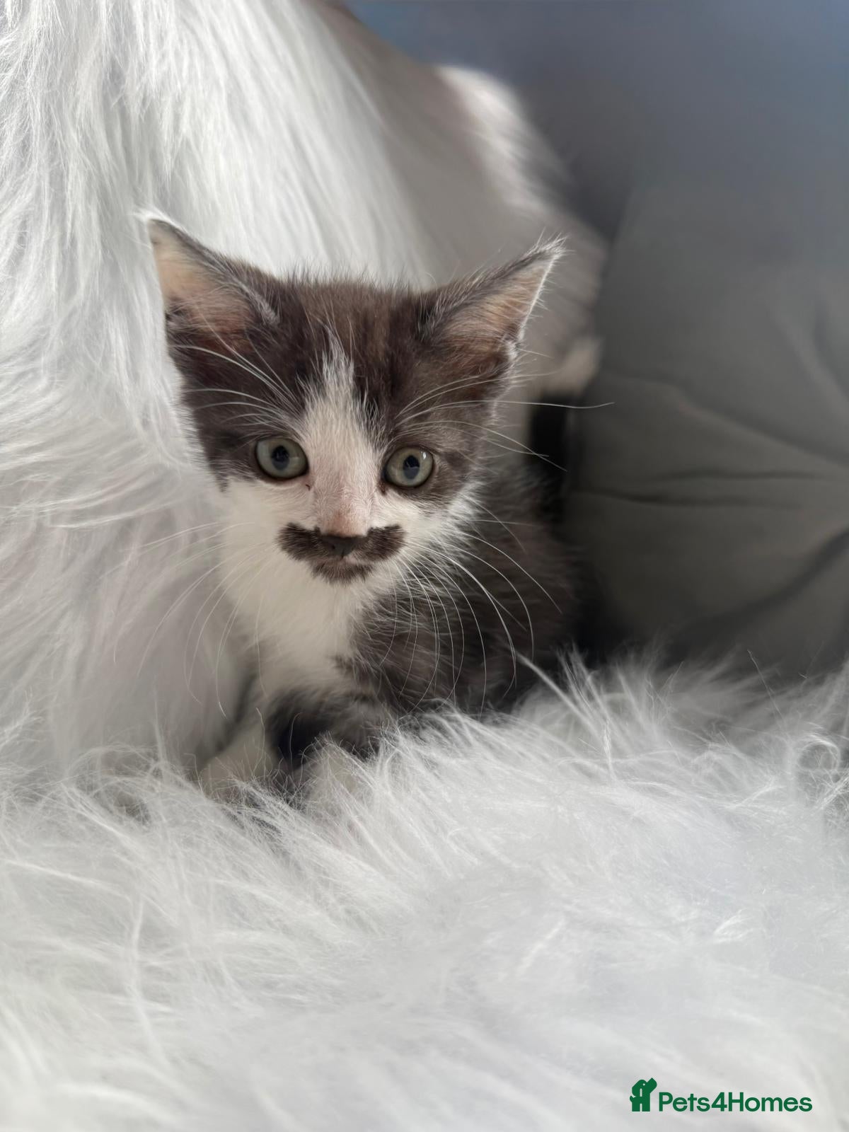 Mixed Breed Kitten 3