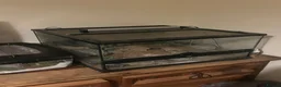 Leopard Gecko reptiles for sale: Leopard Gecko - Albie in Bristol - Advert 8