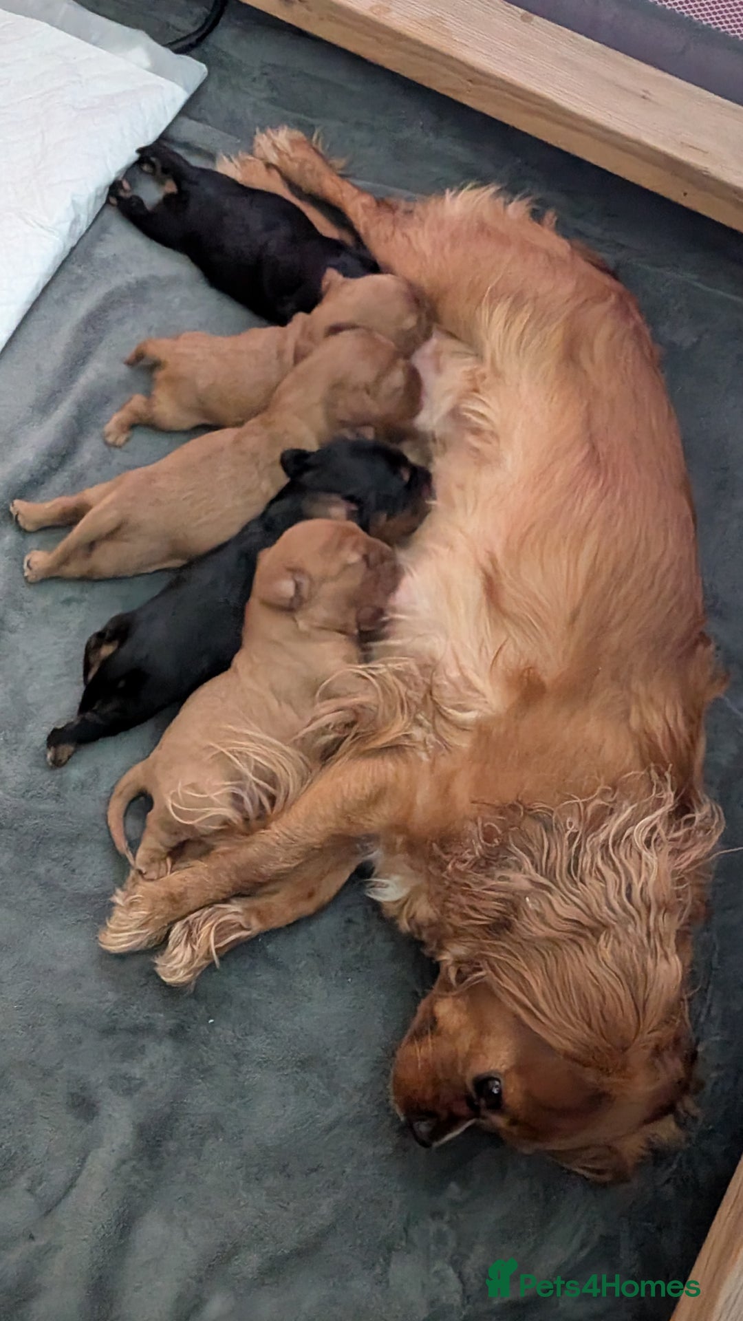 Cavalier King Charles Spaniel dogs for sale: Cavalier King Charles Spaniels beautiful pups - Image 14